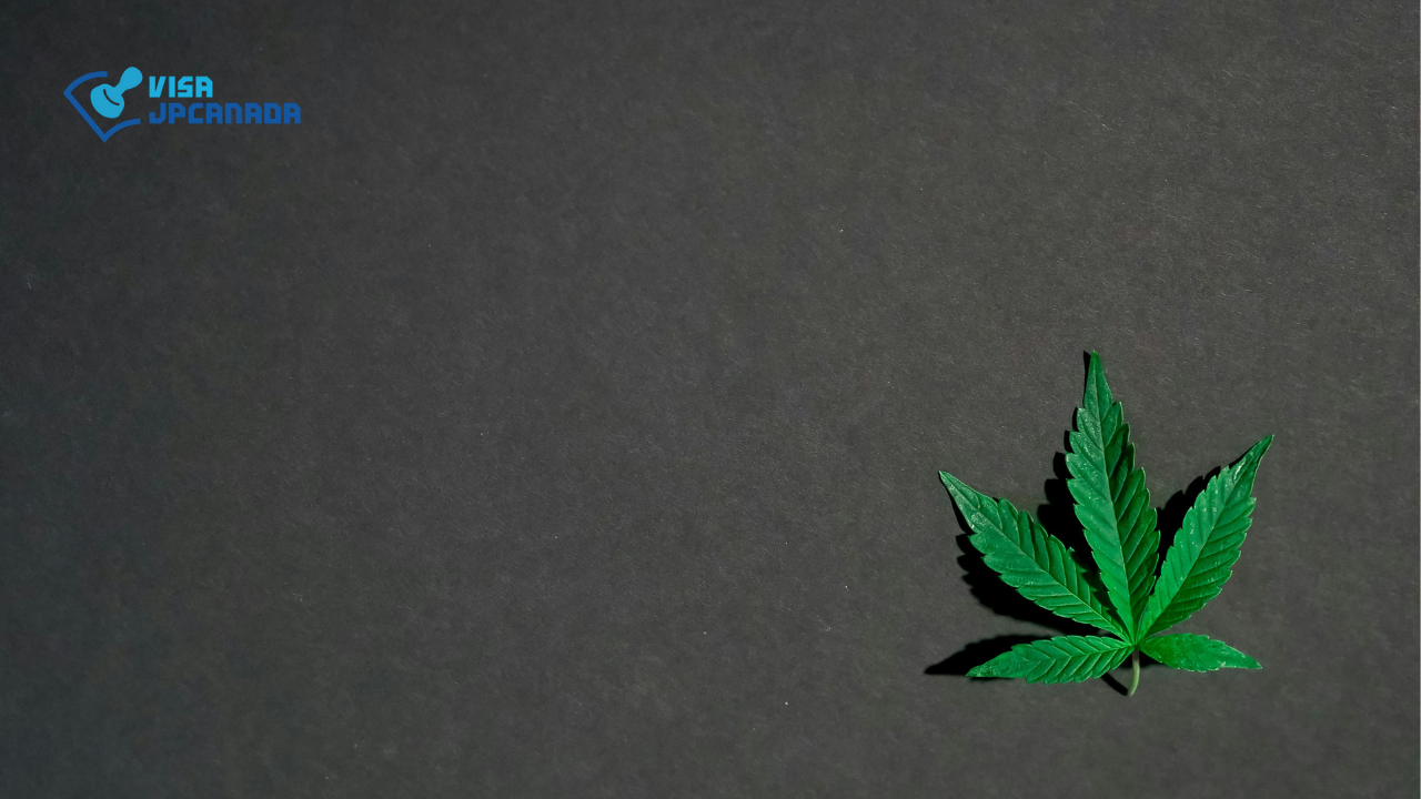 Why Did Canada Need to Legalize Marijuana? The Background and Reasons